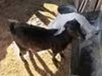 Kambing betina, Goats — foto 4