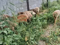 Pecora, Pecore — foto 3