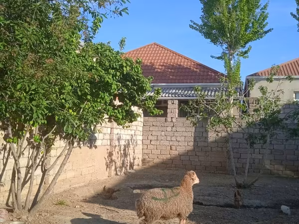 Beran, Ovce