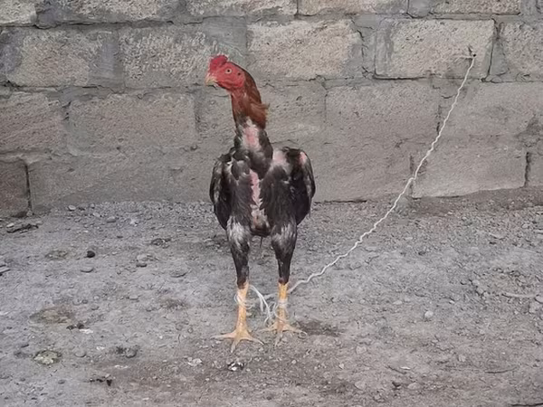 Pastuv, Коњи