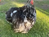 Pekin Bantam — foto 2