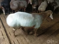 绵羊（批次，未指定性别）, Sheep — 照片 7