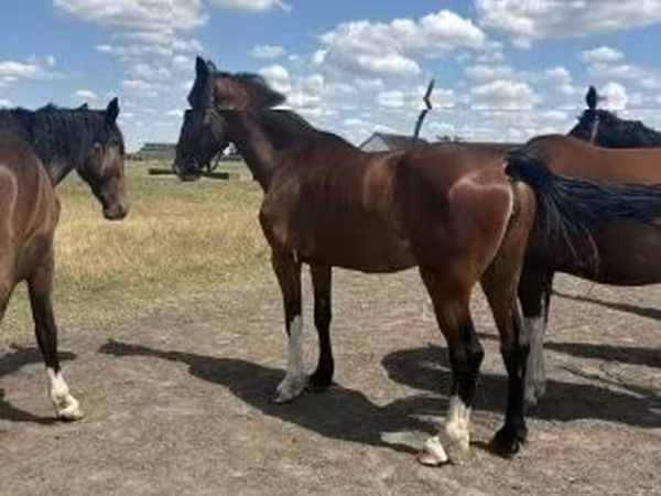 母马, Dutch warmblood horse