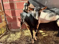 Козел, Alpine goat — снимка 1