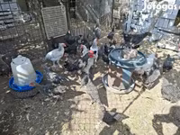 Chickens — foto 2