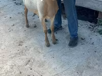 میش, Edilbay sheep — عکس 5