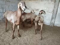 Montone, Rhon sheep — foto 4