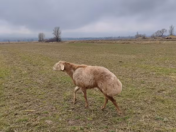 Berbec, Arashan sheep