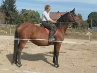 Hoppe, Hungarian horse breed — foto 2