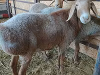 Widder, Arashan sheep — Foto 1