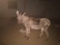 Kuda (lot, jantina tidak dinyatakan), Horses — foto 3