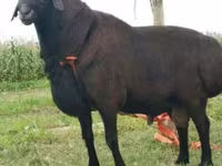 قوچ, Rhon sheep — عکس 4