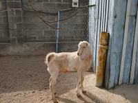 Koza, Kamori goats — zdjęcie 5