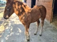 Kuda betina, Horses — foto 2