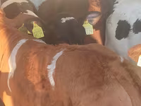 Bull, Cattle — photo 6