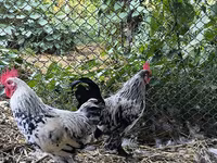 Chickens — 2. fotó