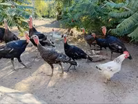 Turkeys — foto 8