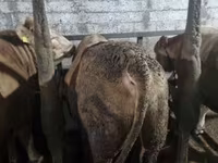 Banteng, Cattle — foto 8