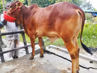 Lembu betina, Cattle — foto 1