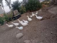 Geese — foto 2
