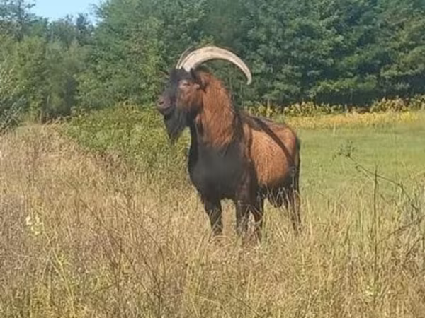 Buk, Alpine goat