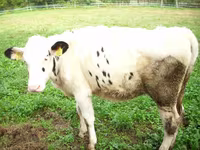 گاو ماده, Simmental cattle — عکس 5