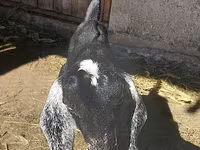 بز ماده, Nubian Goat — عکس 5