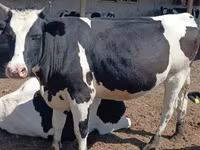 Lembu betina, Kazakh White-headed cow — foto 2