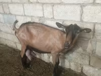 بز ماده, Alpine goat — عکس 3