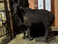 Schaf, Edilbay sheep — Foto 8