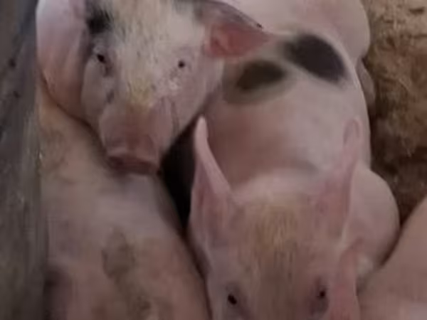 Scrofa, Maiali