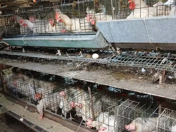 Chickens