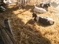 Tyre, Swiss cattle — foto 1