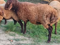 Wad, Sheep — sawirka 2