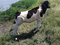 Tyre, Russian Black pied cattle — foto 3