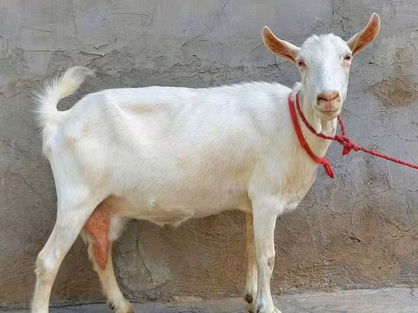 Koza, Saanen goat