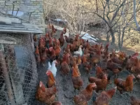 Chickens — zdjęcie 1