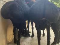 كبش, Hissar sheep — الصورة 3