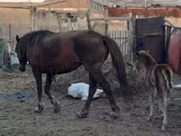 Stute, Horse breed — Foto 7