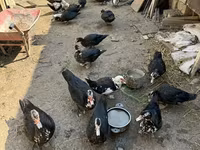 مسكوفي منزلي — الصورة 4