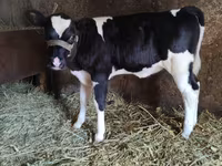 بقرة, Russian Black pied cattle — الصورة 1