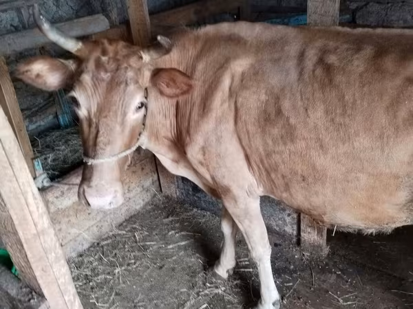 Krava, Simmental cattle