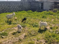 بز ماده, بز — عکس 2