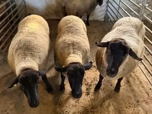 Oaie, White Suffolk sheep