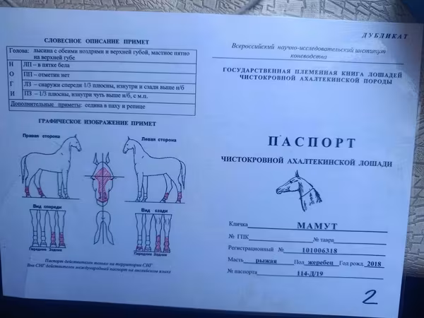Hengst, Akhal-Teke