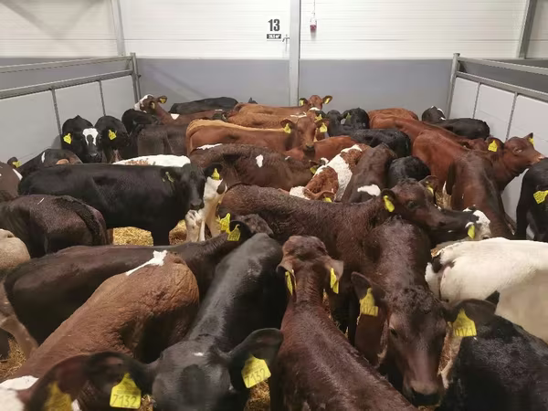 母牛, Cattle