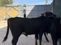 காளை, Charolais cattle — புகைப்படம் 1