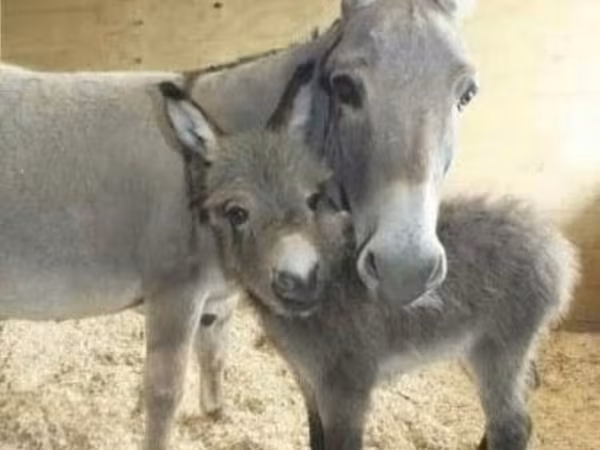 Cavalli (lotto, sesso non specificato), Cavalli