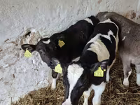 Bik, Simmental cattle — fotografija 2