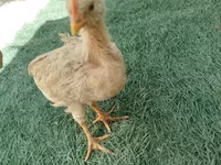 Chickens — 3. fotó